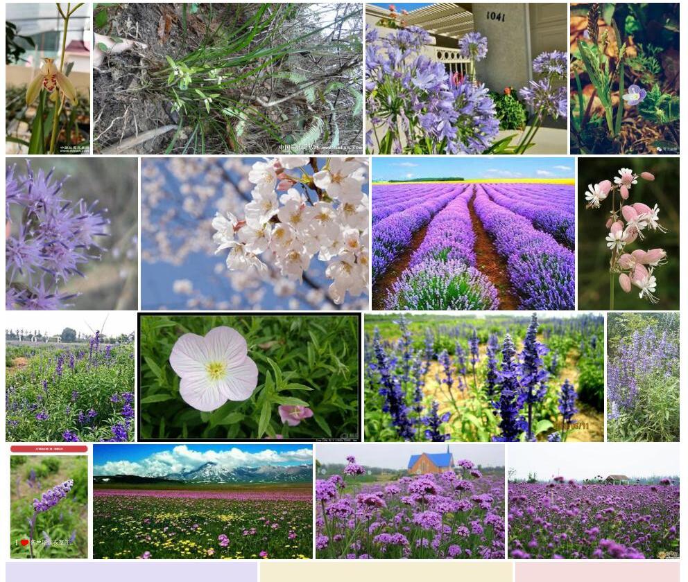 普兰翠雀花照片和图片/