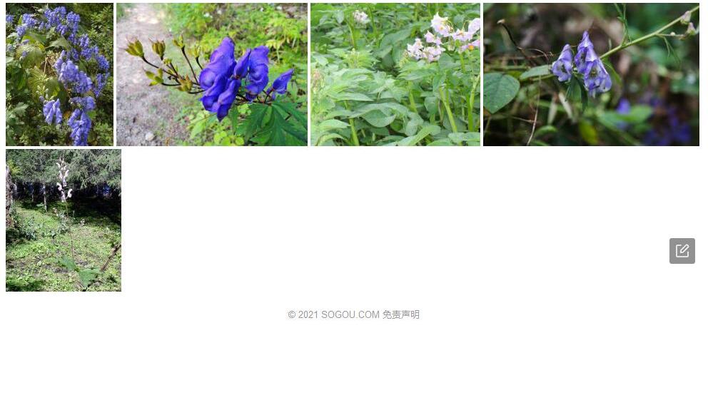 普格乌头照片和图片/