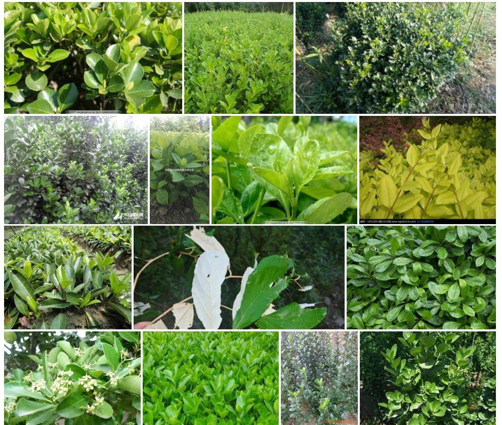 景东冬青照片和图片/