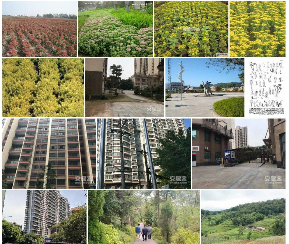 景东景天照片和图片/