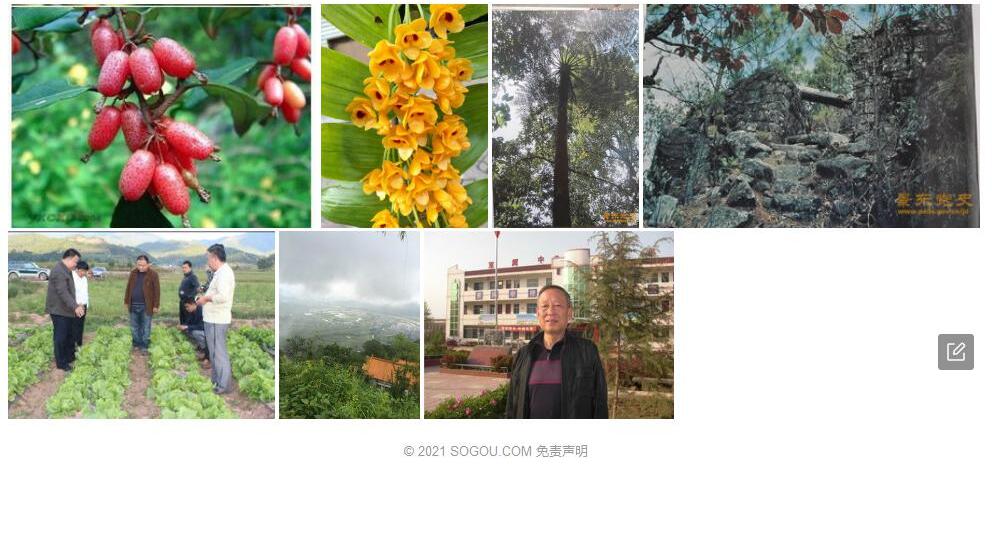景东柃照片和图片/
