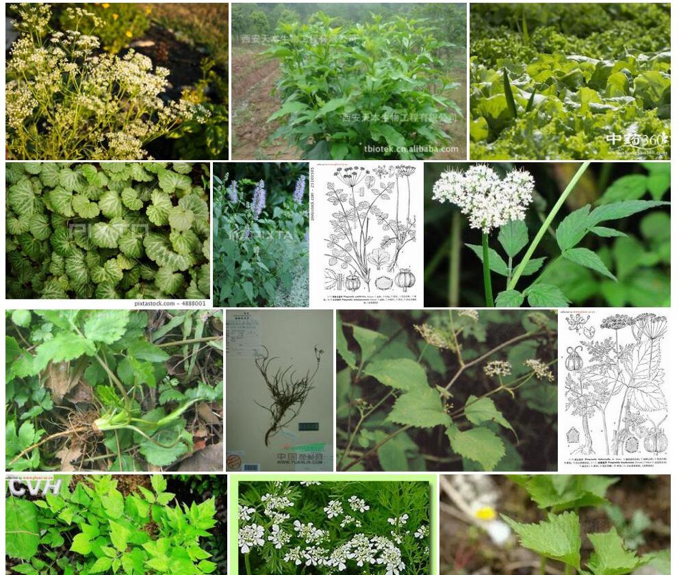 景东茴芹照片和图片/