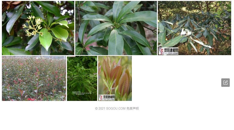 暗叶润楠照片和图片/