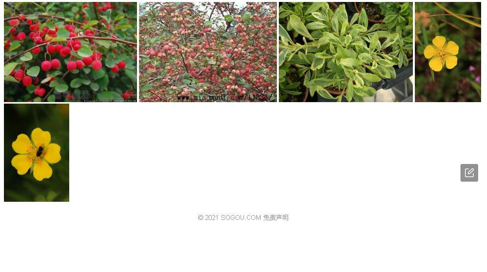 暗红栒子照片和图片/