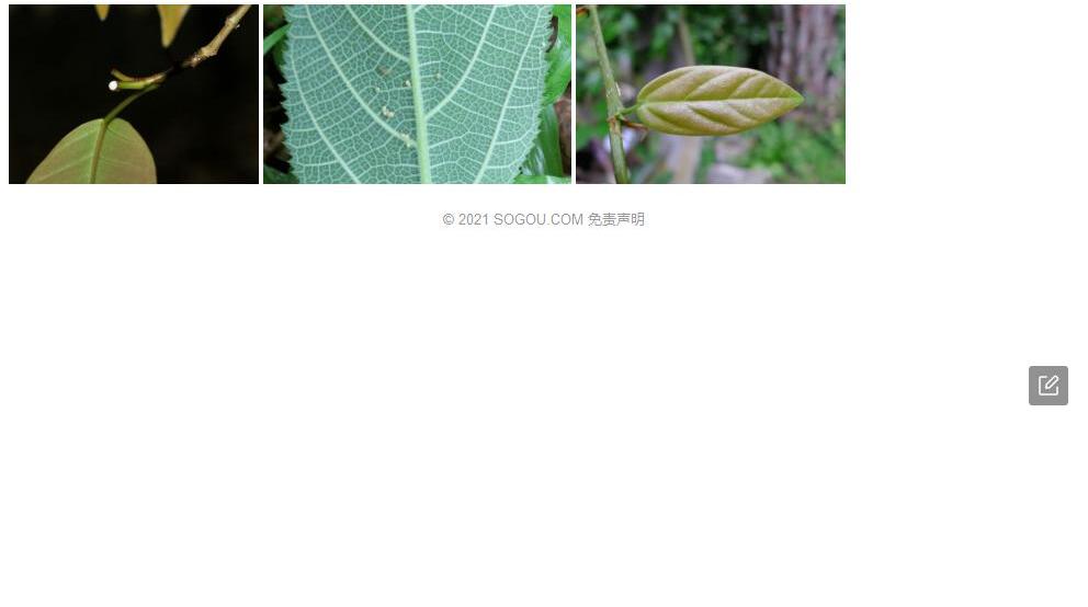 曲枝榕照片和图片/