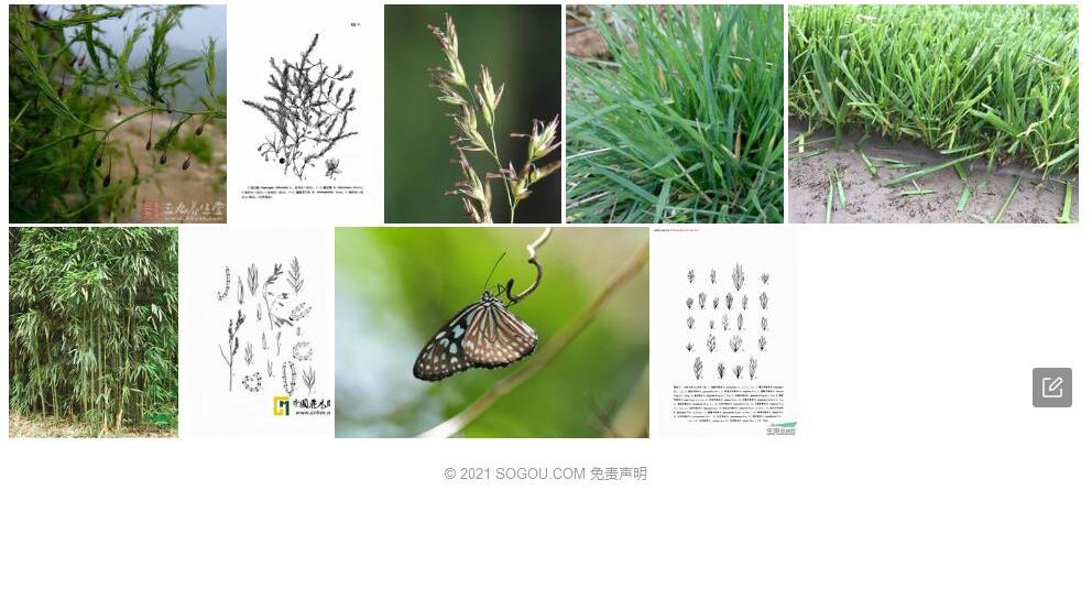 曲枝羊茅照片和图片/