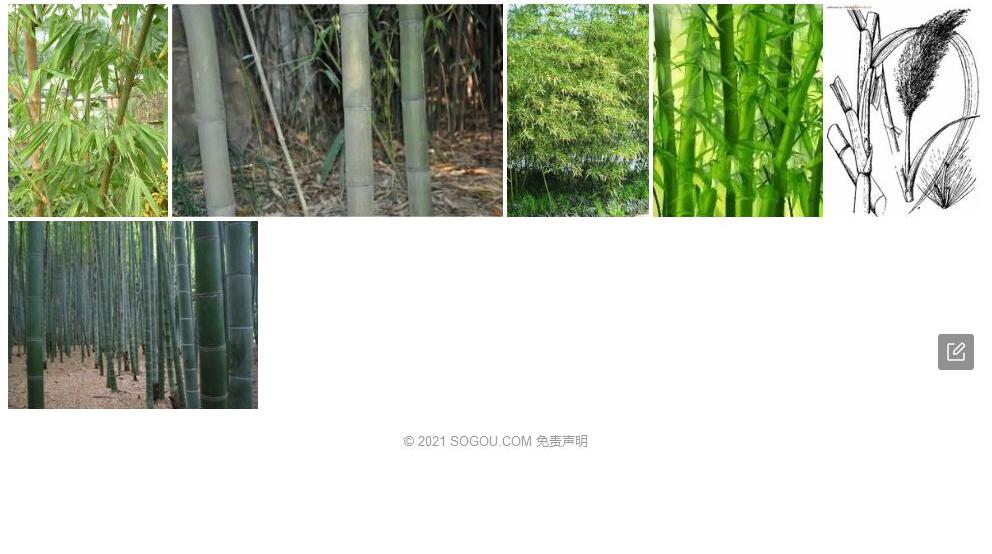 曲竿竹照片和图片/