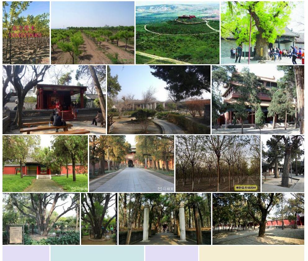 曲阜槐照片和图片/