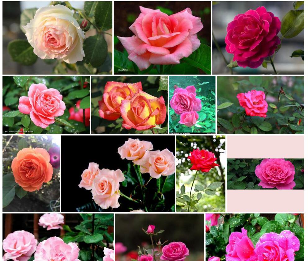 月季花照片和图片/