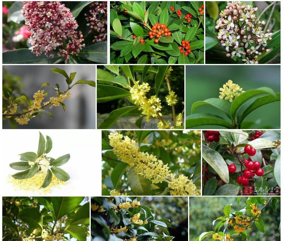 月桂茵芋照片和图片/