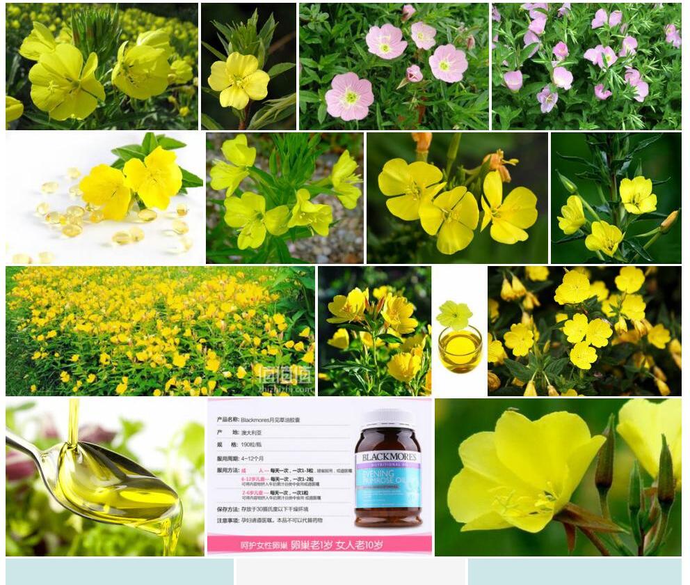 月见草照片和图片/