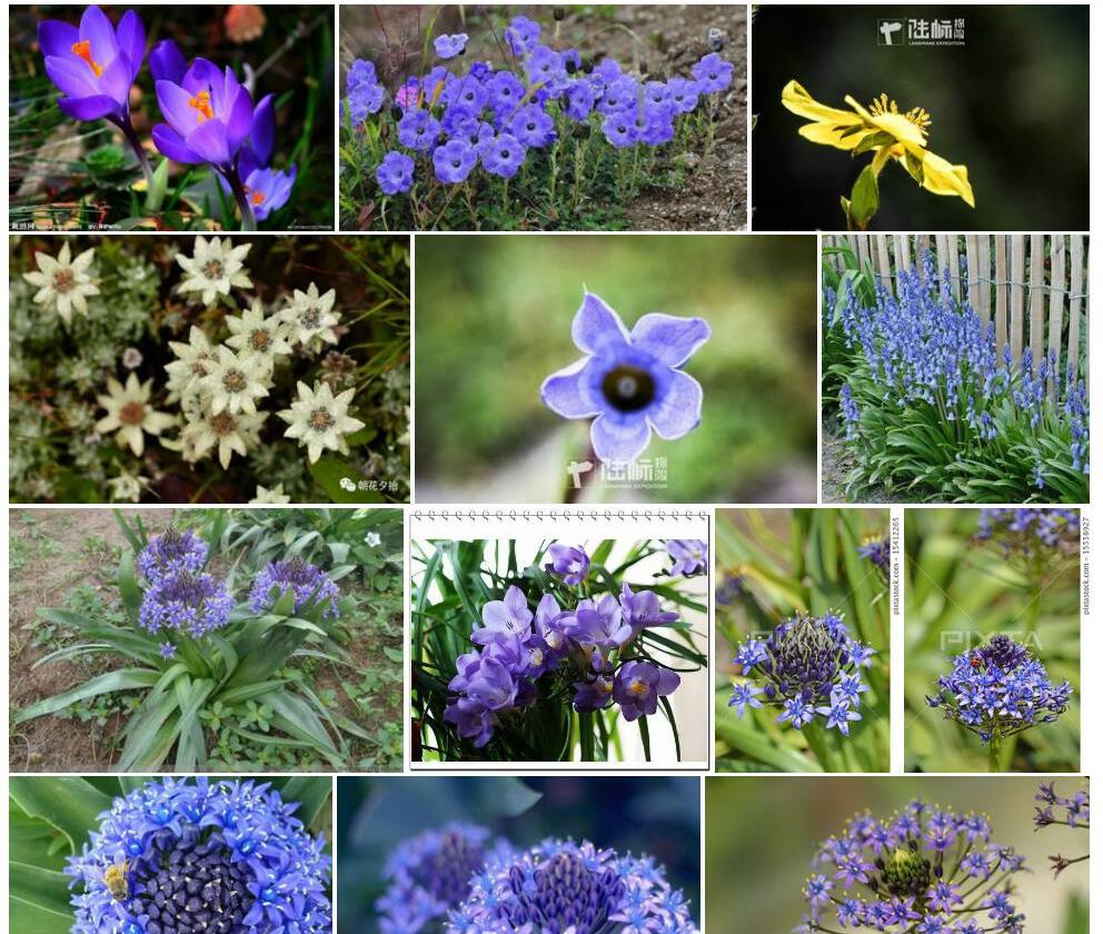 有梗蓝钟花照片和图片/