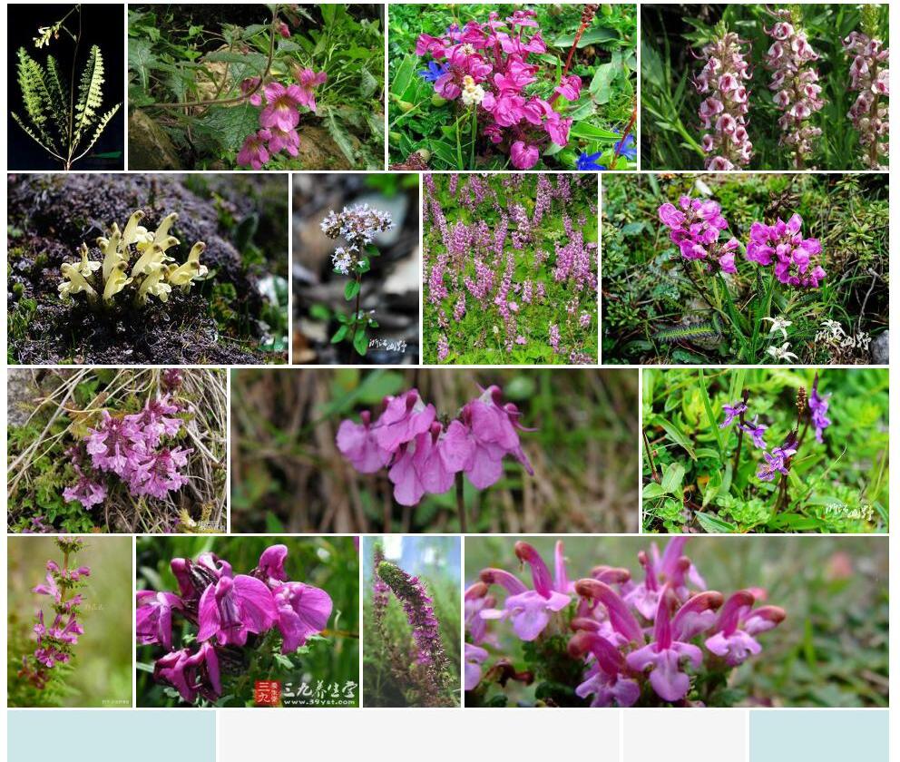 有毛旌节马先蒿照片和图片/