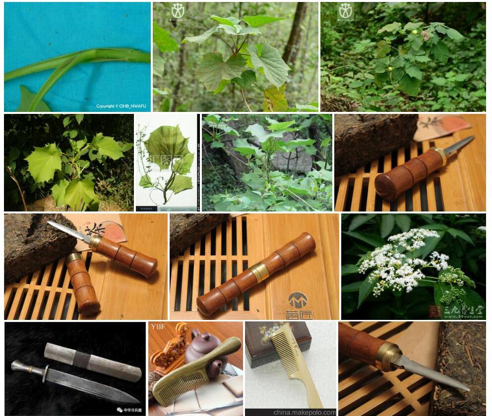 有齿鞘柄木照片和图片/