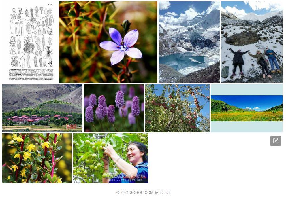 朗县虎耳草照片和图片/