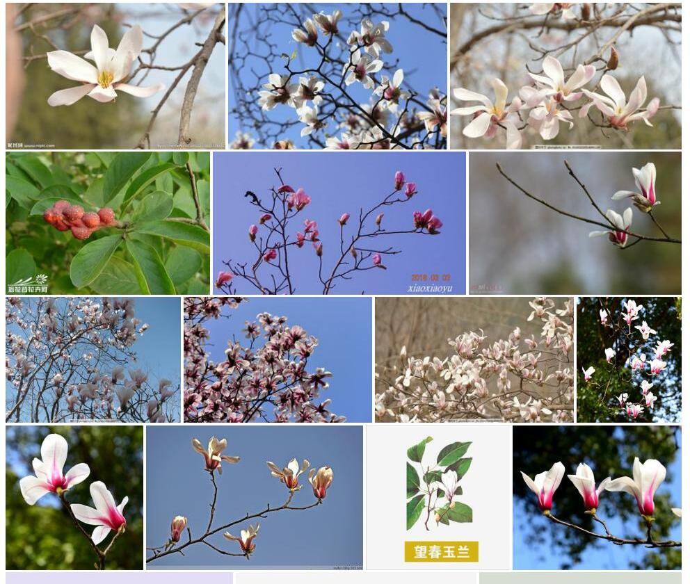 望春玉兰照片和图片/