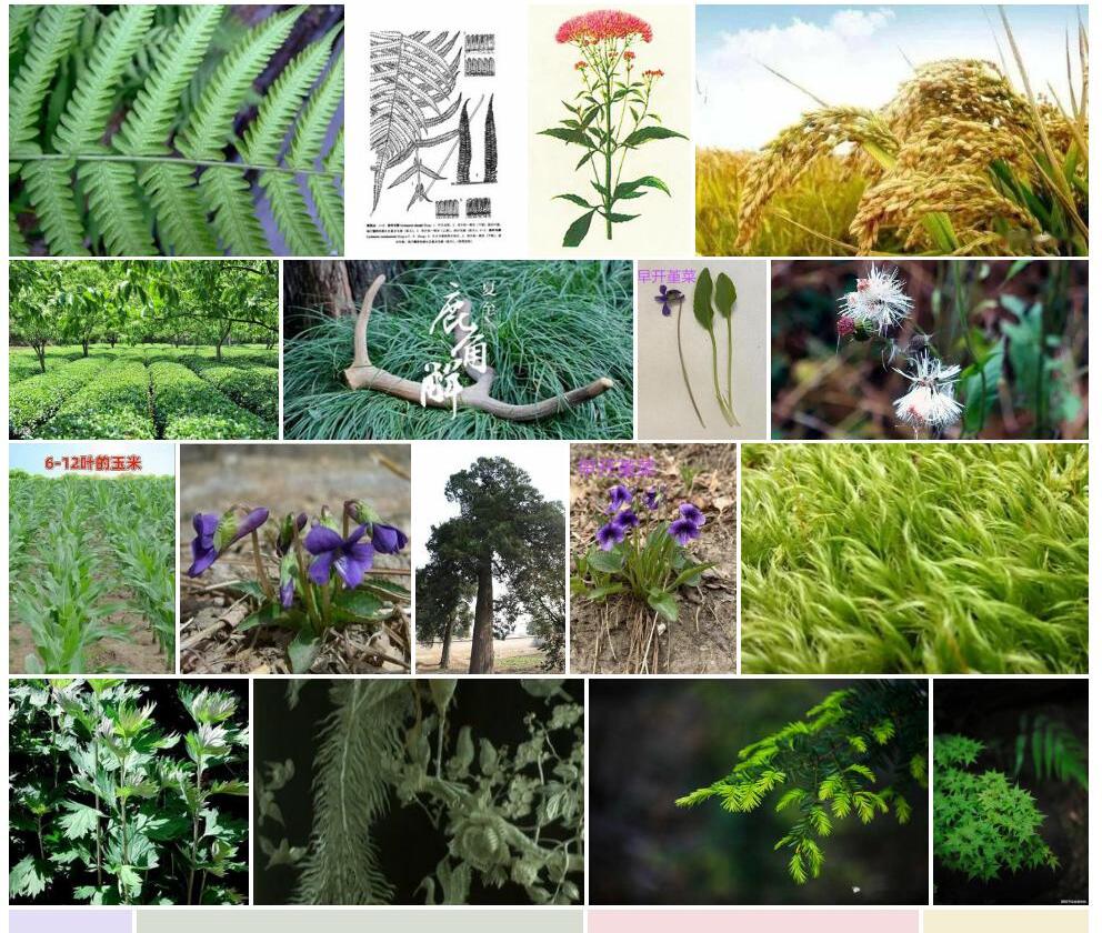 朝芳毛蕨照片和图片/