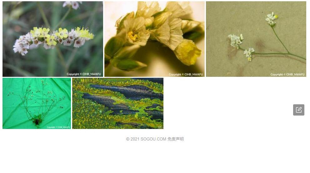 朝鲜蝇子草照片和图片/