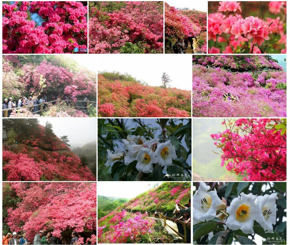 木兰杜鹃照片和图片/