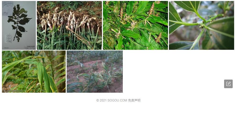 木姜楼梯草照片和图片/