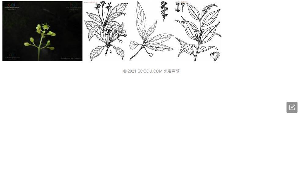 木姜润楠照片和图片/