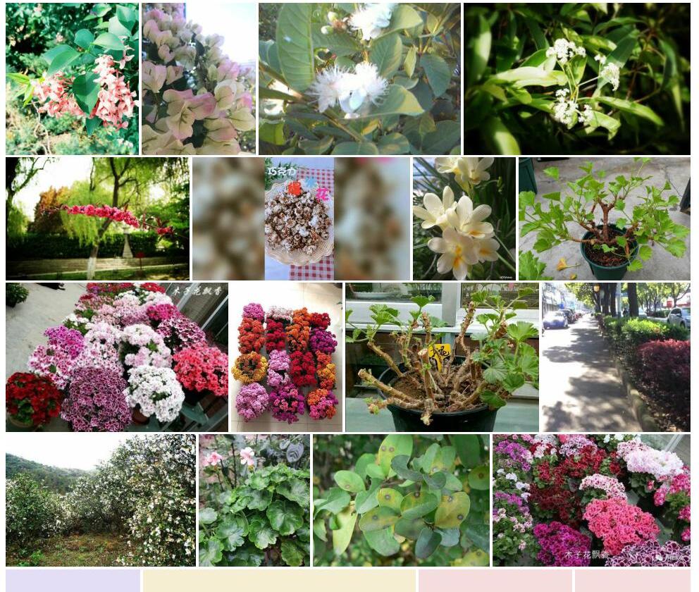 木子花照片和图片/