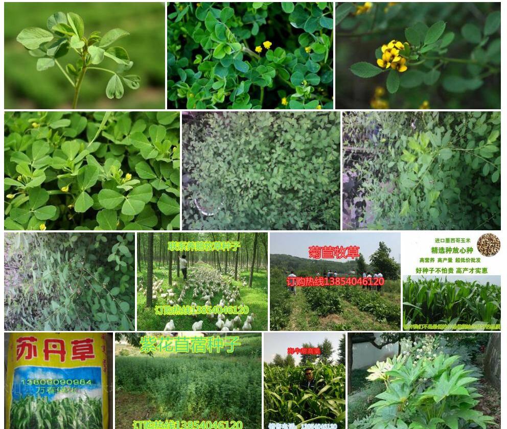 木本苜蓿照片和图片/