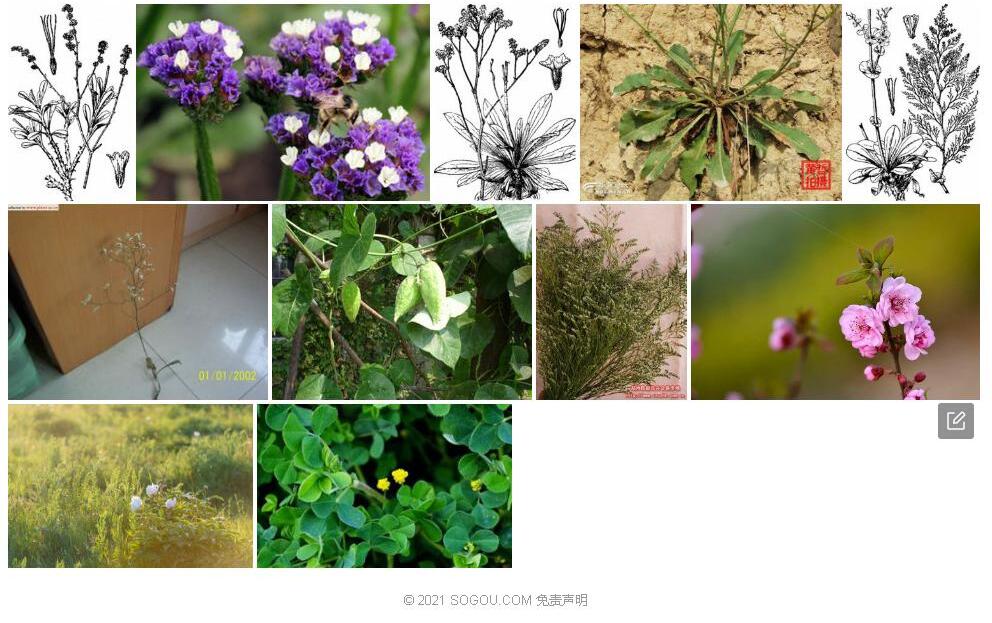 木本补血草照片和图片/