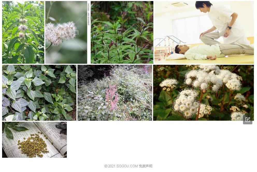 木泽兰照片和图片/