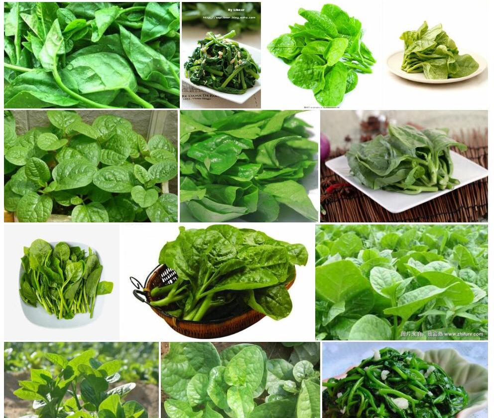 木耳菜照片和图片/