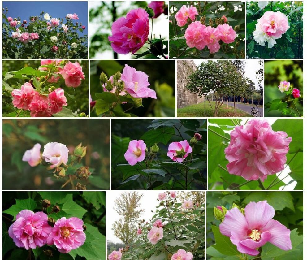 木芙蓉照片和图片/