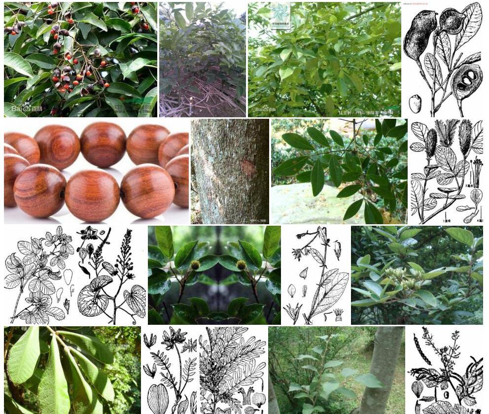 木荚红豆照片和图片/