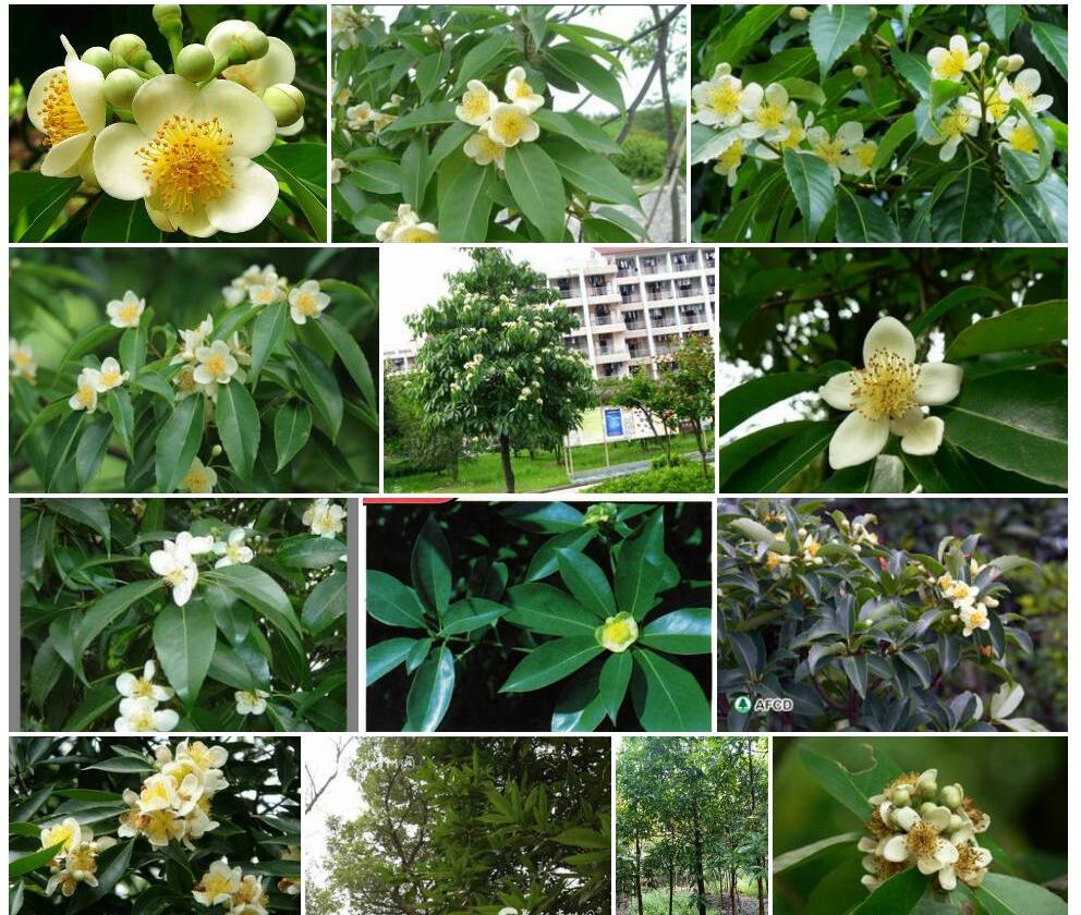 木荷照片和图片/