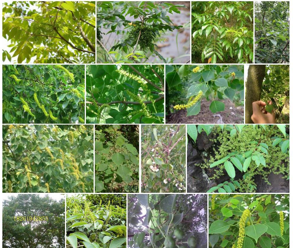 木蜡树照片和图片/