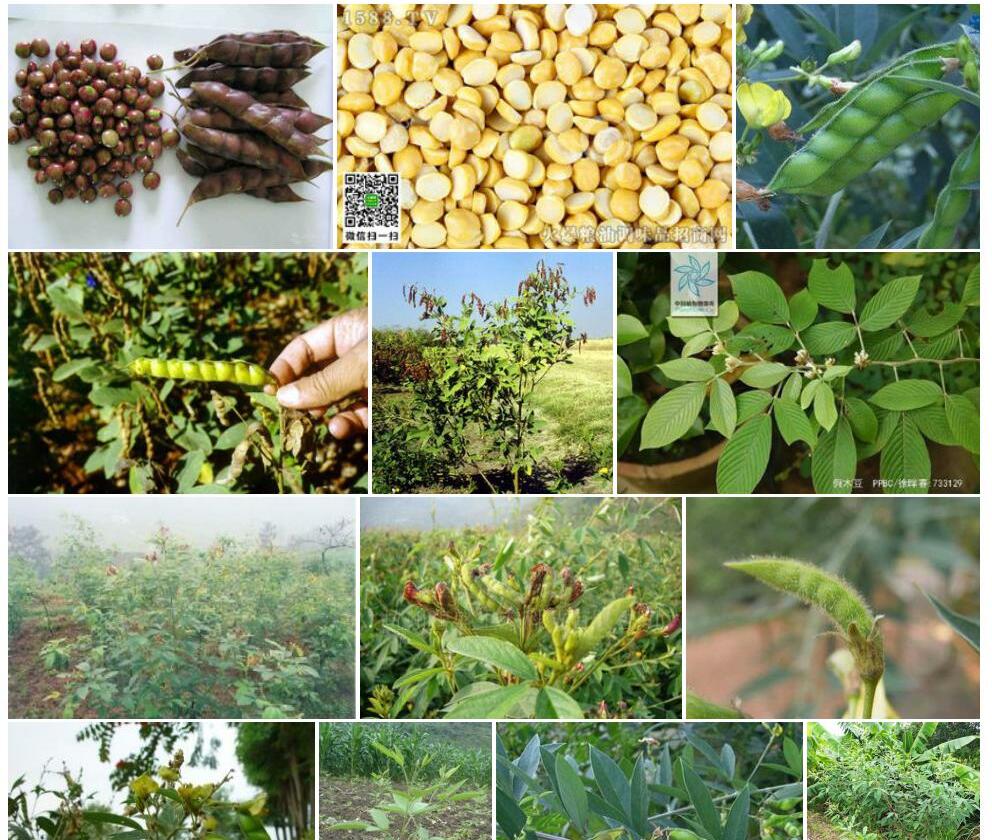 木豆照片和图片/