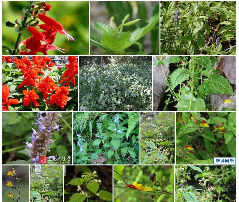 木里冠唇花照片和图片/