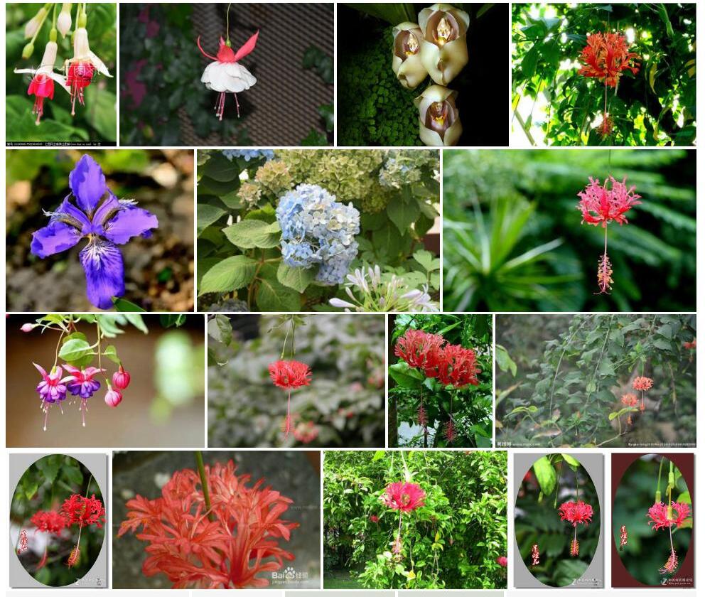 木里吊灯花照片和图片/
