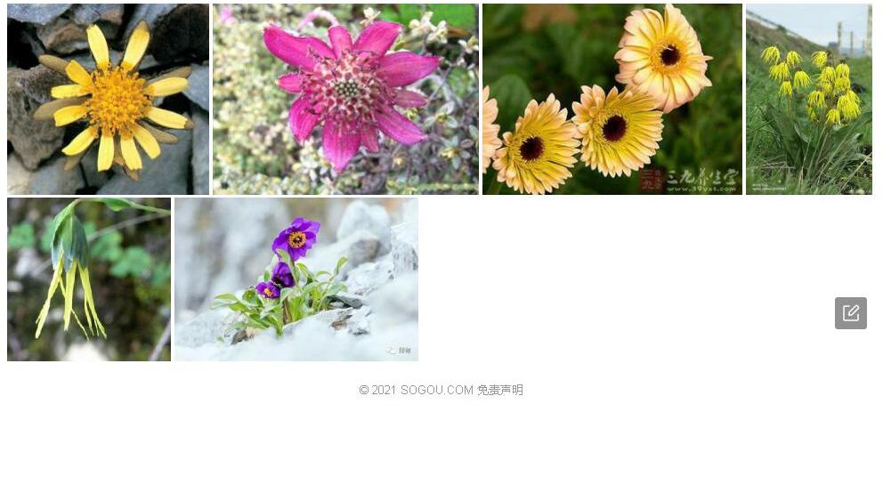 木里垂头菊照片和图片/