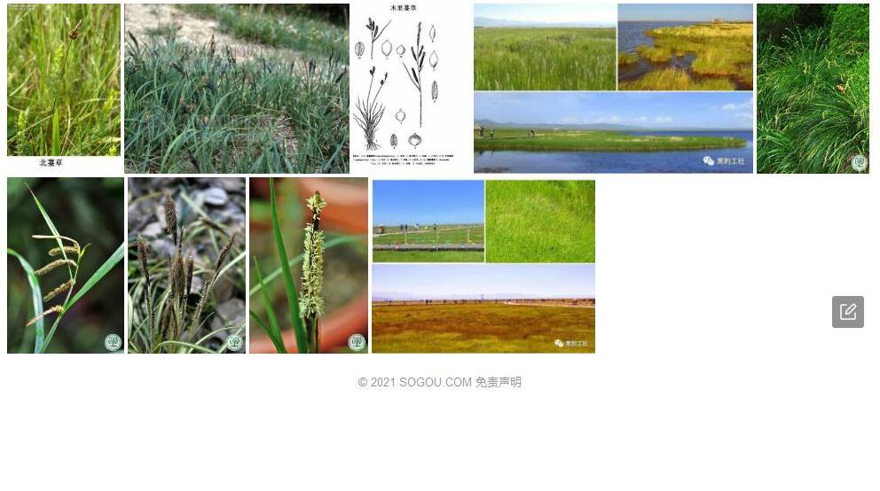 木里薹草照片和图片/