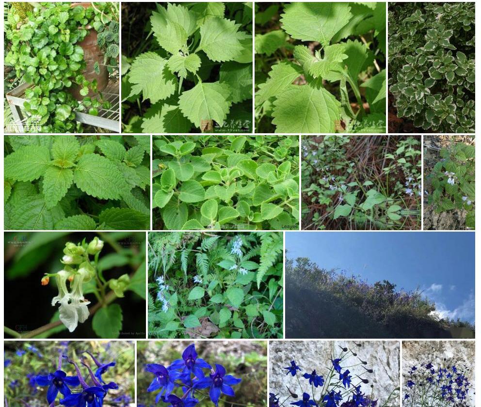 木里香茶菜照片和图片/