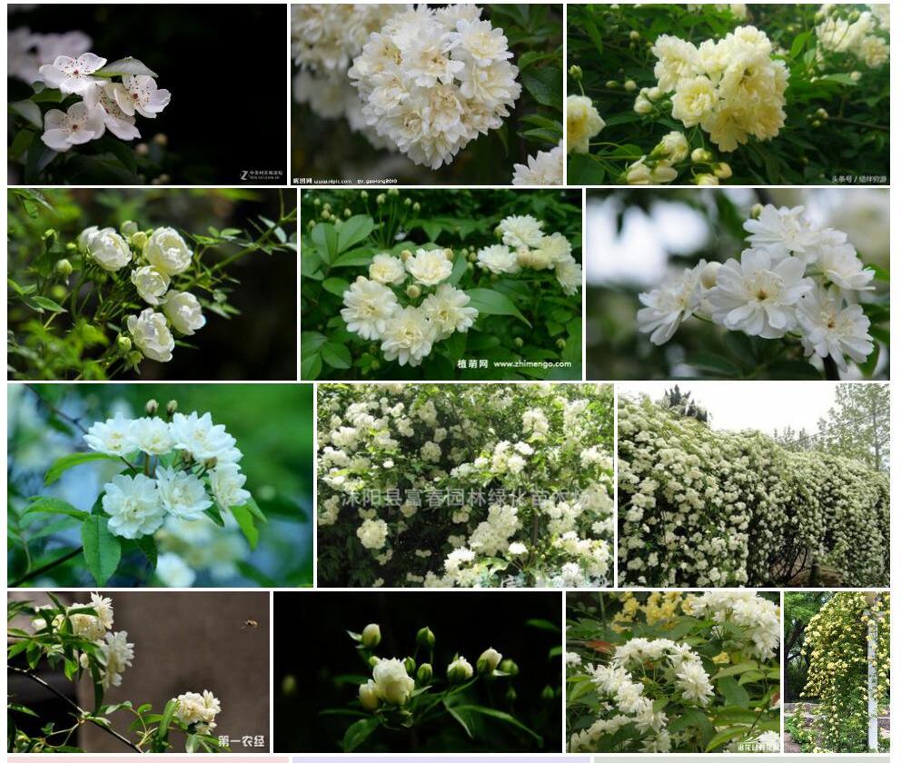 木香花照片和图片/