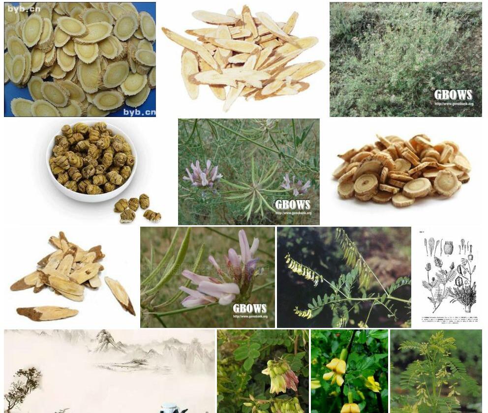 木黄耆照片和图片/