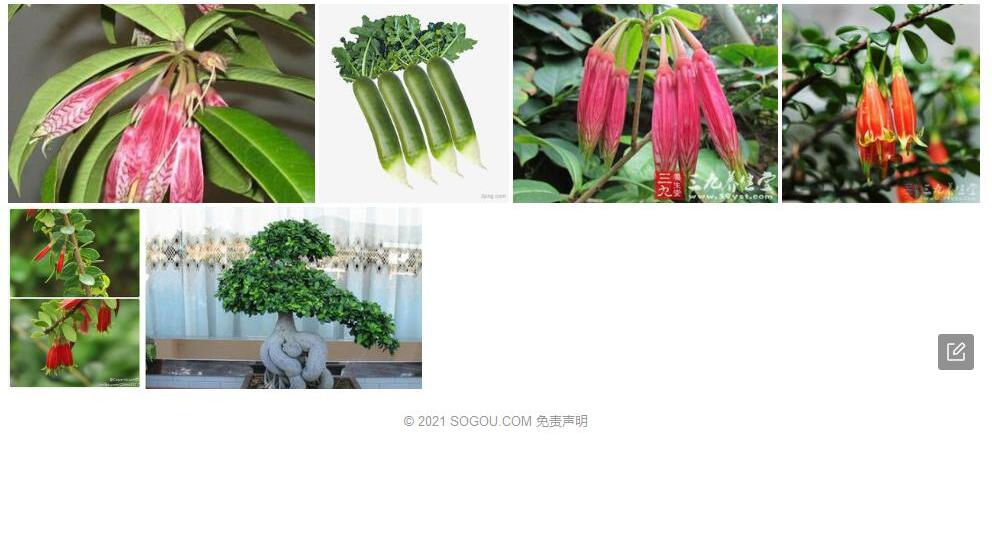 朱红树萝卜照片和图片/