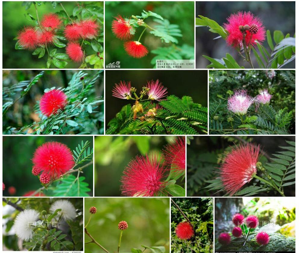 朱缨花照片和图片/