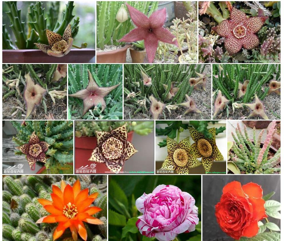 杂色豹皮花照片和图片/