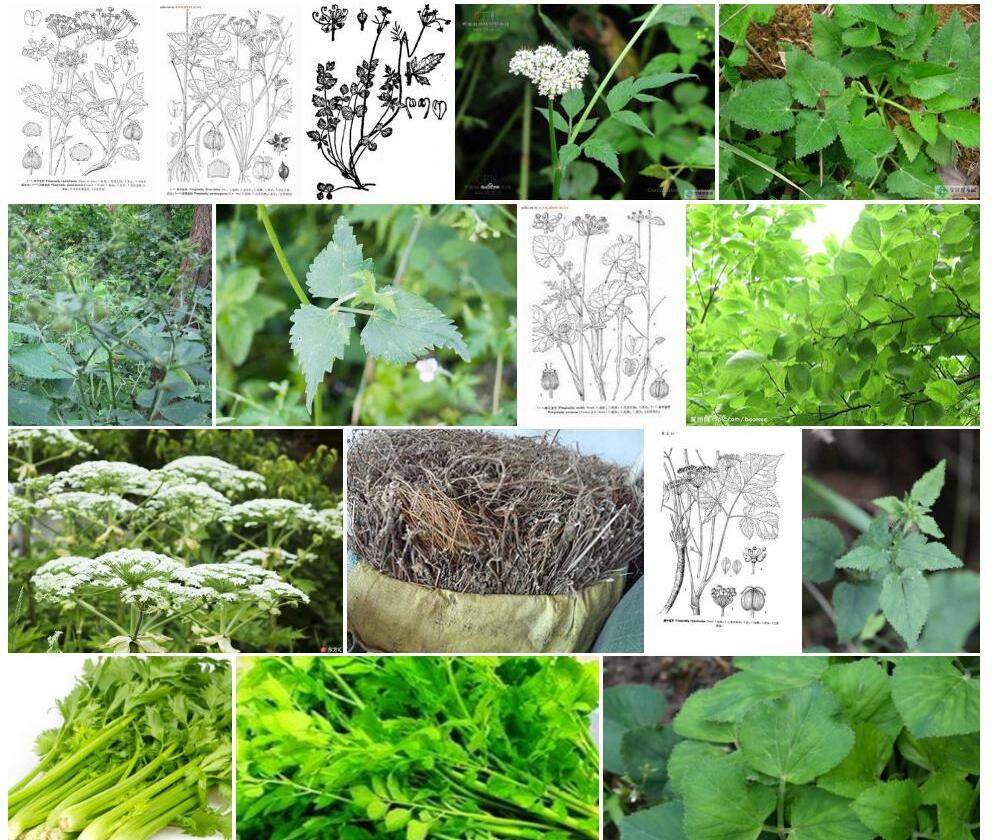 杏叶茴芹照片和图片/