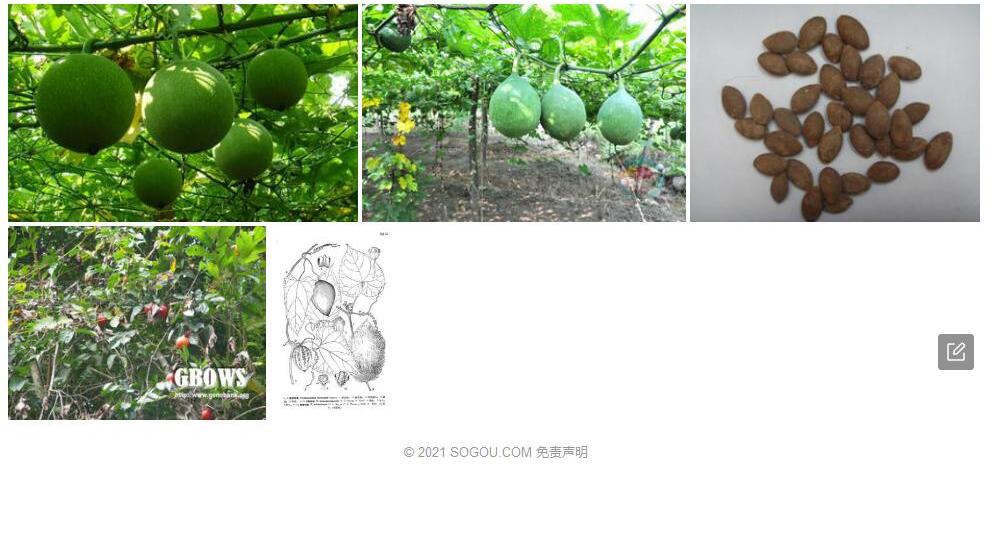 杏籽栝楼照片和图片/