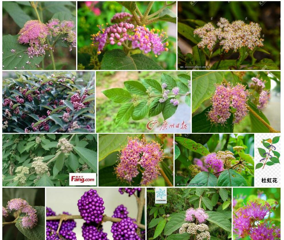 杜虹花照片和图片/