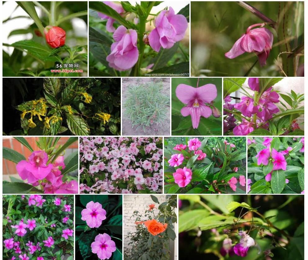 束花凤仙花照片和图片/