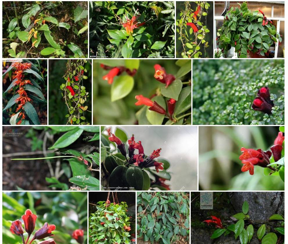 束花芒毛苣苔照片和图片/